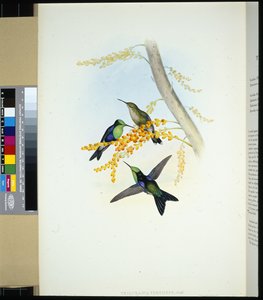 Zelenokorunovaní Panoplites (thalurania verticeps) (ručně barvené lito) od John (after) Gould