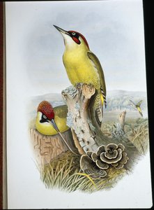 Datel zelený (Gecinus Viridis) (ručně barvené lito) od John (after) Gould