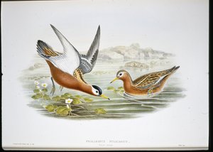Phalaropus šedý (Phalaropus Fulicarius) (ručně barvené lito) od John (after) Gould