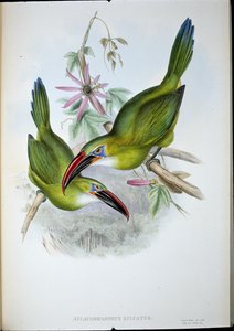 Tukan Groove-Bill (Aulacorhamphus Sulcatus) (ručně barvené lito) od John (after) Gould