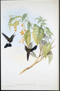 Pýchavka chlupatá (Eriocnemis Lugens) (ručně barvené lito) od John (after) Gould