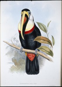 Tukan Inků (Ramphastos inica) (ručně barvené lito) od John (after) Gould
