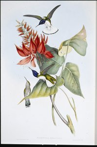Jacobin (Florisuga Mellivora) (ručně barvené lito) od John (after) Gould