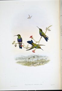 Jelského dřevěná nymfa (Thalurania Jelskii) (ručně barvená lito) od John (after) Gould