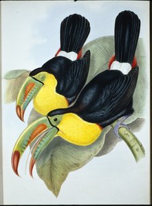 Tukan kýlozobý (Ramphastos Carinatus) (ručně barvené litho)