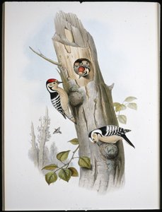 Strakapoud malý (Picus Minor) (ručně barvené lito) od John (after) Gould