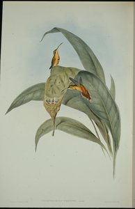 Malý poustevník (Phaethornis eremita) (ručně barvené litho) od John (after) Gould