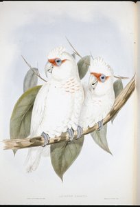 Kakadu dlouhozobý (Licmetis Nasicus) (ručně barvené litho) od John (after) Gould