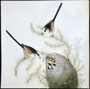 Sýkora dlouhoocasá (Mecistura Caudata) (ručně barvená lito) od John (after) Gould