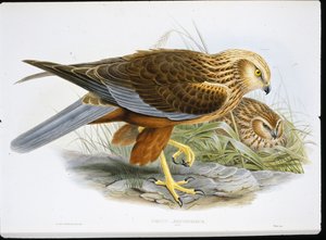 Marsh Harrier (Circus Aeruginosus) (barevná rytina) od John (after) Gould