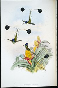 Kolibřík nádherný (Loddigesia Mirabilis) (ručně kolorovaná litografie) od John (after) Gould