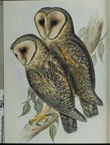 Maskovaná sova pálená (Strix Personata) (ručně barvené lito) od John (after) Gould