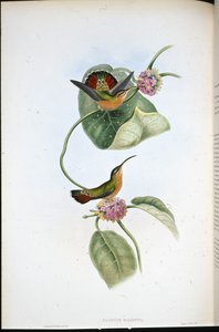 Mazeppa Hermit (Glaucis Mazeppa) (ručně barvené lito) od John (after) Gould