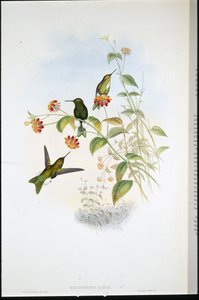 Kovová Puff-noha (Eriocnemis Alinae) (ručně barvená lito) od John (after) Gould