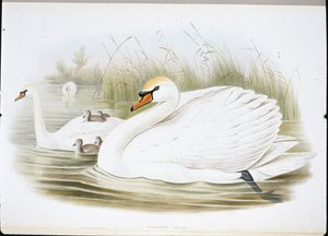 Mute Swan (Cygnus Olor) (ručně zbarvení členové) od John (after) Gould