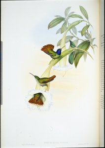 Oenone kolibřík (Chrysuronia oenone) (ručně barvený litho) od John (after) Gould