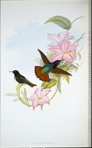 Pamelin sluneční paprsek (Aglaeactis Pamela) (ručně kolorované lito) od John (after) Gould