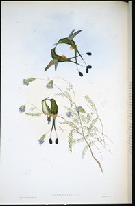 Raket-tail peruánský (Spathura Peruana) (ručně barvený litho) od John (after) Gould