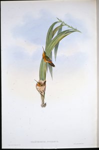 Prasečí poustevník (Phaethornis Pygmaeus) (ručně barvené lito) od John (after) Gould