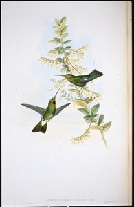 Bleší kolibřík (Aphantochroa Gularis) (ručně zbarvené končetiny) od John (after) Gould