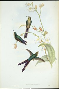Kolibřík fialovoocasý (Sparganura Glyceria) (ručně barvený litho) od John (after) Gould