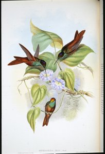 Rainbow (Diphogena Iris) (ručně barvené lito) od John (after) Gould