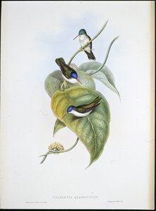 Červenozobá azurová koruna (Cyanomyia Quadricolor) (ručně barvená lito) od John (after) Gould