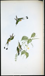Racket-tail s červenými botami (Spathura Rufocaligata) (ručně barvené litho) od John (after) Gould