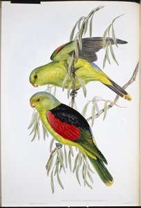 Lory rudokřídlá (Aprosmictus Erythropterus ) (ručně barvené lito) od John (after) Gould