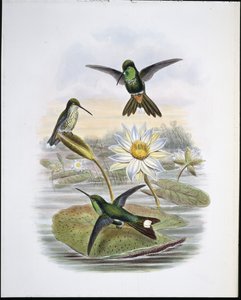Červená Vented White Tip (ručně barvená lito) od John (after) Gould