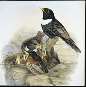 Ring Ouzel (Mer Ulatorquata) (ručně barvené litho) od John (after) Gould
