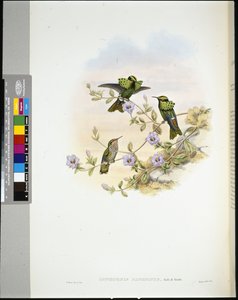 Roraima Coquette (lophornis pavoninus) (ručně barvené lito) od John (after) Gould