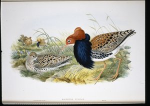 Ruff (ručně zbarvené končetiny) od John (after) Gould