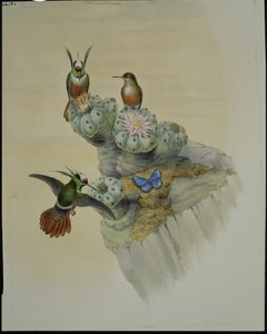 Salvinova koketa (Lophornis Adorabilis) (ručně barvené lito) od John (after) Gould