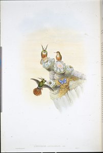 Kolibřík Salvin
