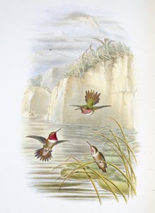 Salvinův Plamenonoš. (Selasphorus ardens). (ručně kolorované lito) od John (after) Gould