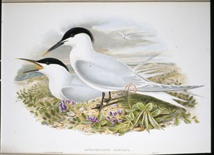 Rybák sendvičový (Actochel Cantiaca) (ručně barvené lito) od John (after) Gould