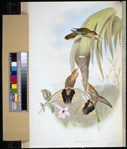 Saw-bil (grypus naevius) (ručně kolorovaný litho) od John (after) Gould