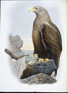 Orel mořský (Haliaetus Albicilla) (ručně barvené lito) od John (after) Gould
