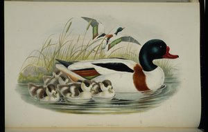 Shell Duck (Tadorna Vulpanser) (ručně barvené lito) od John (after) Gould