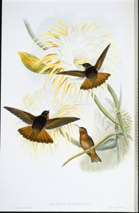 Zářící sluneční paprsek (Agliaeactis Cupripennis) (ručně barvené lito) od John (after) Gould