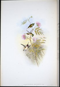 Krátkoocasá hvězdice lesklá (Calothorax Micrurus) (ručně barvená lito) od John (after) Gould