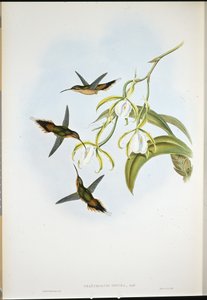 Jižní poustevník (Phaethornis Zonura) (ručně barvené lito) od John (after) Gould