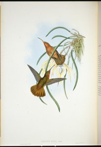 Spixův zobák (Grypus Spixi) (ručně kolorovaný litho) od John (after) Gould