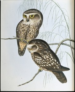 Sova skvrnitá (Athene Maculata) (ručně barvené litho) od John (after) Gould