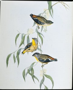 Pardalot skvrnitý (Pardalotus punctatus ) (ručně kolorovaná litografie) od John (after) Gould