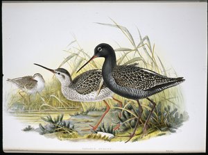 Redshank skvrnitý (Totanus Fuscus) (ručně barvené lito) od John (after) Gould