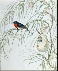 Swallow Dicaeum (ručně vybarvené figurky) od John (after) Gould
