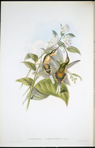 Vlkonosý poustevník (Phaethornis Syrmatophorus) (ručně barvený litho) od John (after) Gould