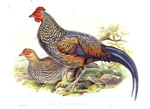 Dva asijští bažanti (Gallus Sonneratii) vyrytí umělcem a Williamem Hartem (1823-1894) (litho) od John (after) Gould
